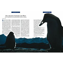 Pinguine und ihr schockierendes Sexleben: Orgien in der Eiswüste